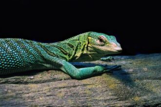 Photo reactive lizard brain impulses