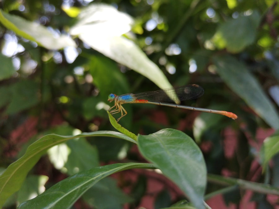 Photo beginner